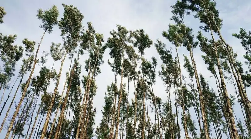 Plantio de eucalipto em fileiras
